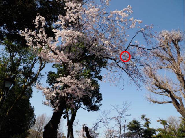 f:id:monphoto:20200401181522j:plain