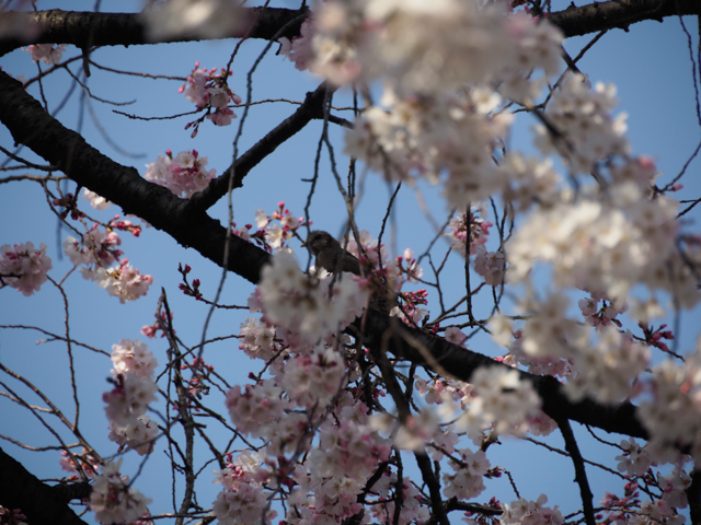 f:id:monphoto:20200401181534j:plain