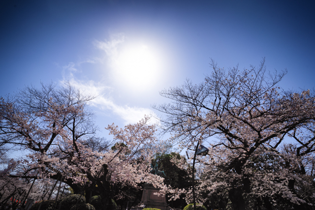 f:id:monphoto:20200411123930j:plain