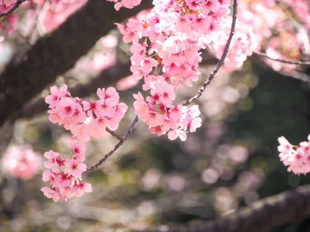 f:id:monphoto:20200411125031j:plain