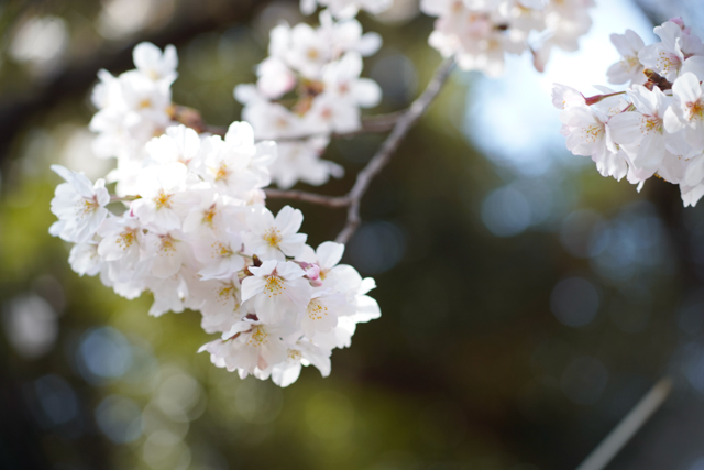 f:id:monphoto:20200411132650j:plain