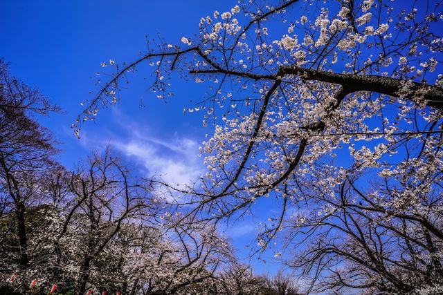 f:id:monphoto:20200411135537j:plain