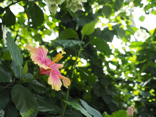 f:id:monphoto:20200411214037j:plain f:id:monphoto:20200411214037j:plain