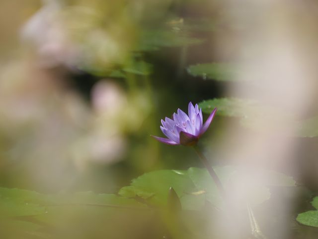 f:id:monphoto:20200411214731j:plain f:id:monphoto:20200411214731j:plain