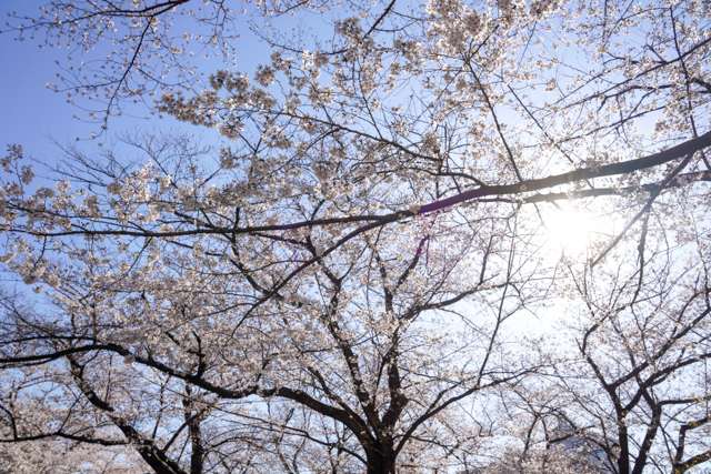 f:id:monphoto:20200517002901j:plain