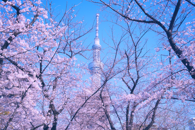 f:id:monphoto:20200517004059j:plain