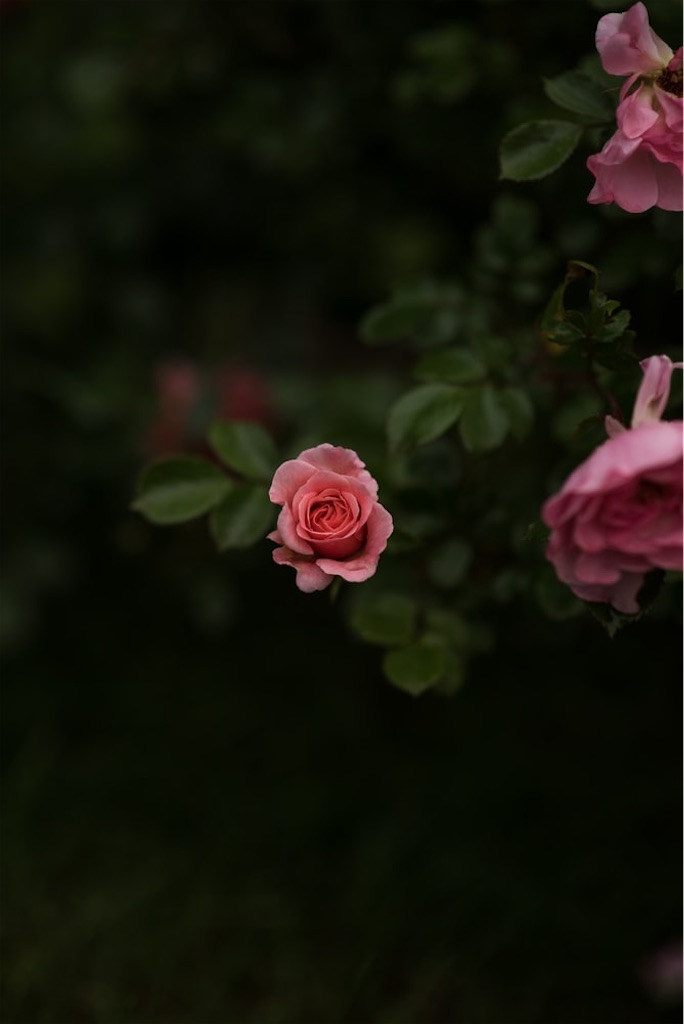 f:id:monro0801:20200725230036j:image f:id:monro0801:20200725230036j:image