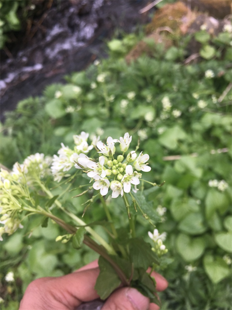 f:id:monsieur0204:20190507094355j:image f:id:monsieur0204:20190507094355j:image