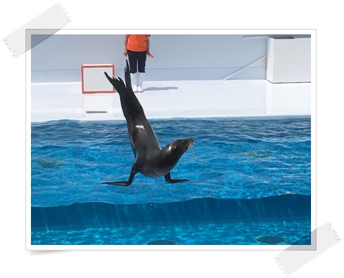 f:id:monster-cat:20170521143231j:plain f:id:monster-cat:20170521143231j:plain