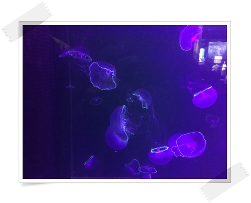 f:id:monster-cat:20170521143304j:plain f:id:monster-cat:20170521143304j:plain