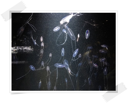 f:id:monster-cat:20170521143315j:plain f:id:monster-cat:20170521143315j:plain