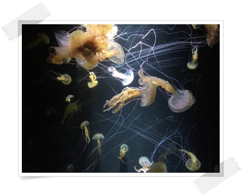 f:id:monster-cat:20170521143343j:plain f:id:monster-cat:20170521143343j:plain