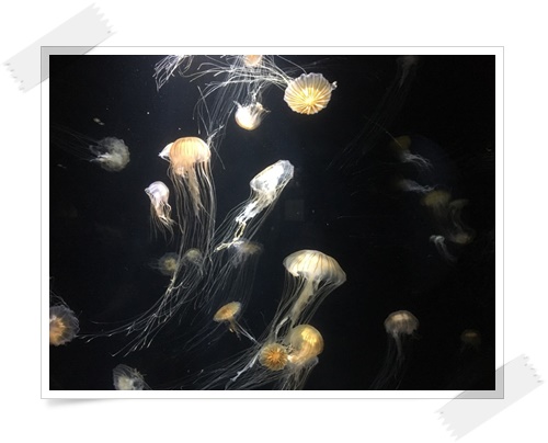 f:id:monster-cat:20170521143356j:plain f:id:monster-cat:20170521143356j:plain