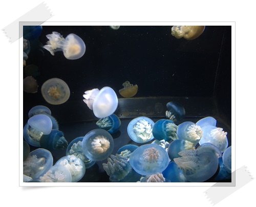 f:id:monster-cat:20170521143436j:plain f:id:monster-cat:20170521143436j:plain