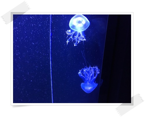 f:id:monster-cat:20170521143453j:plain f:id:monster-cat:20170521143453j:plain