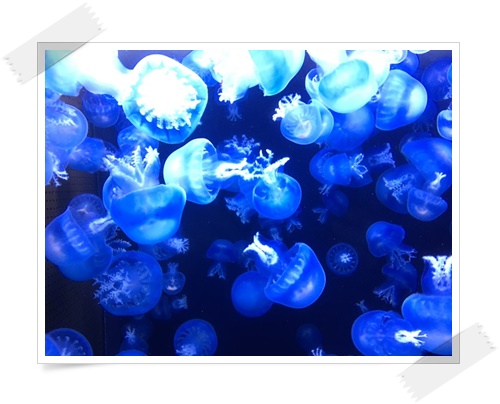 f:id:monster-cat:20170521143513j:plain f:id:monster-cat:20170521143513j:plain