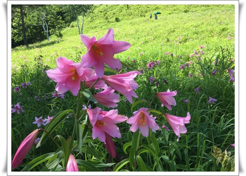 f:id:monster-cat:20180708100256j:plain