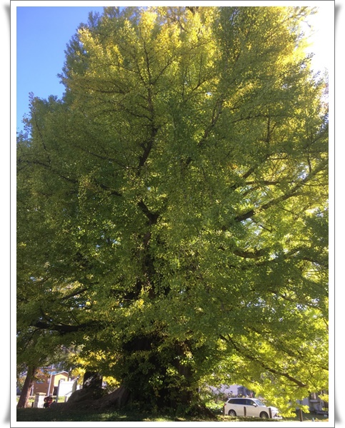 f:id:monster-cat:20191103140553j:plain