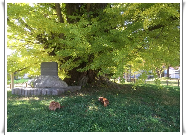 f:id:monster-cat:20191103140628j:plain