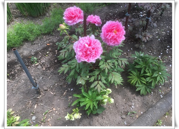 f:id:monster-cat:20210522175237j:plain