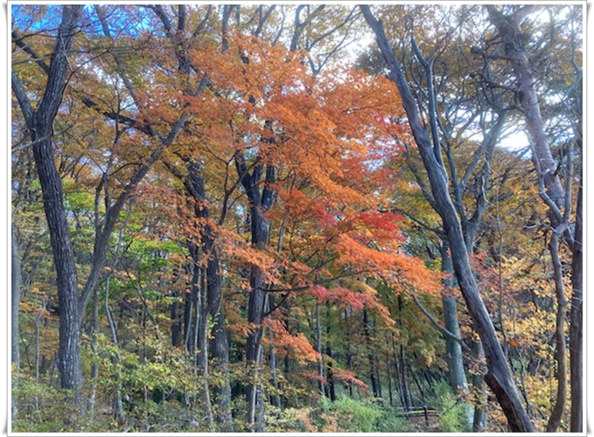 f:id:monster-cat:20211105165503j:plain