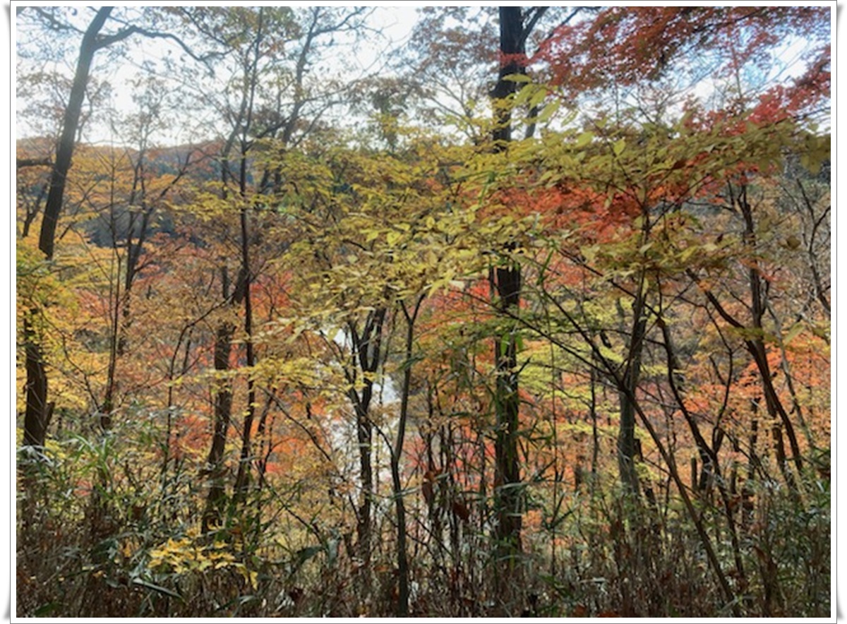 f:id:monster-cat:20211105165840j:plain