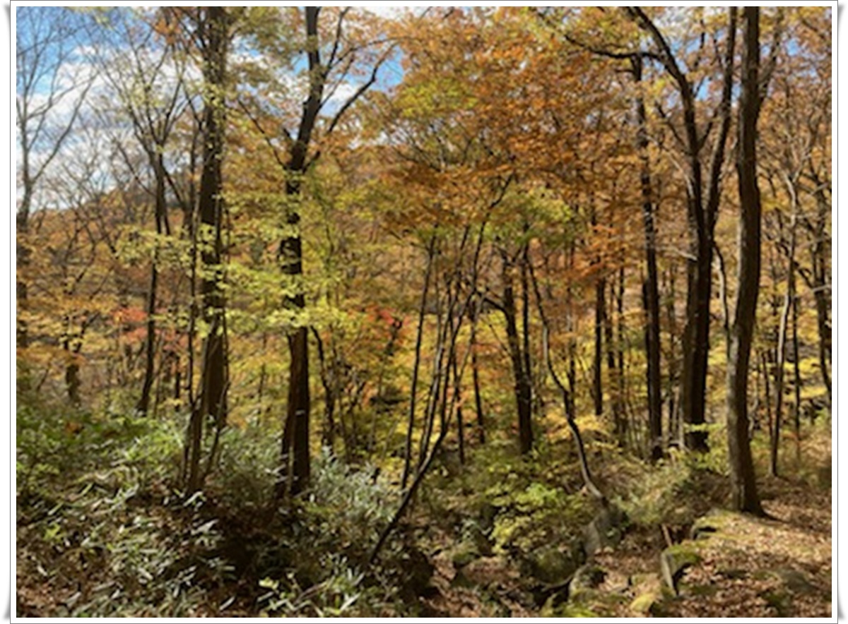 f:id:monster-cat:20211105171152j:plain