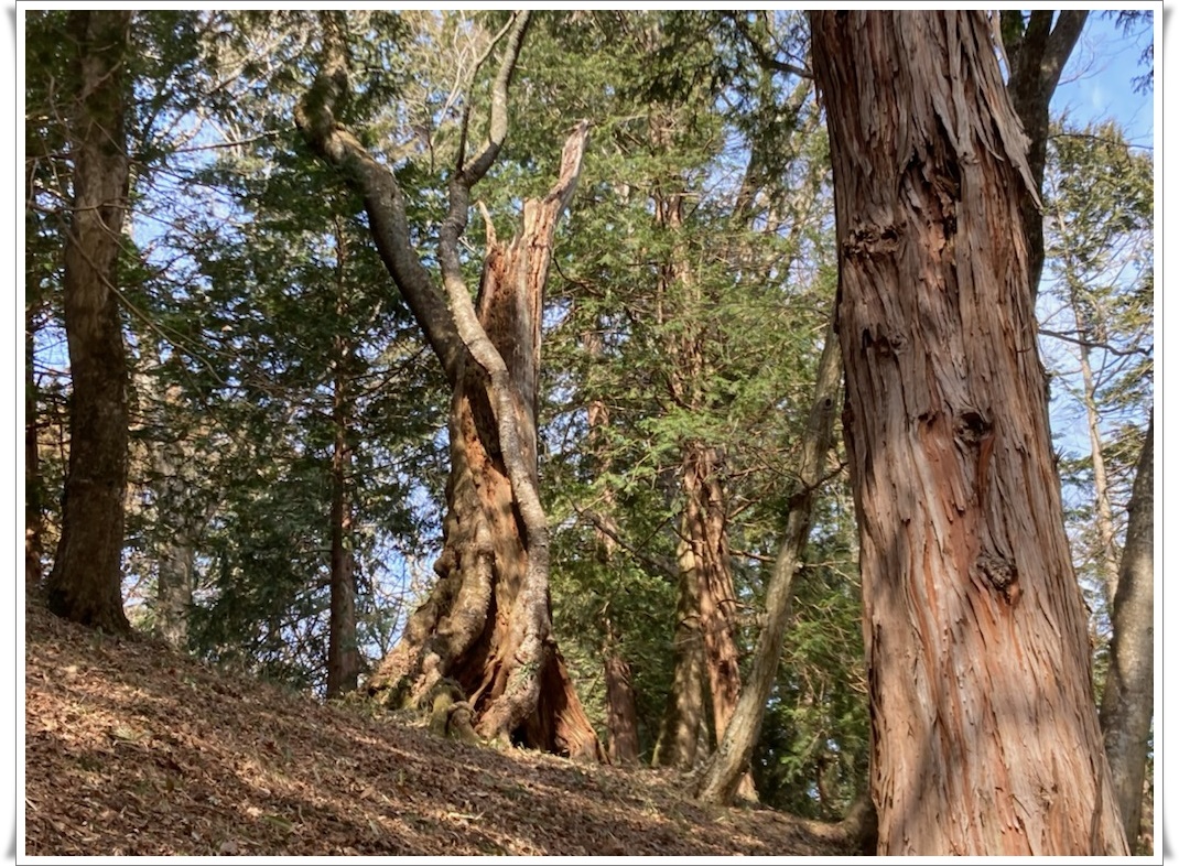 f:id:monster-cat:20220312170827j:plain