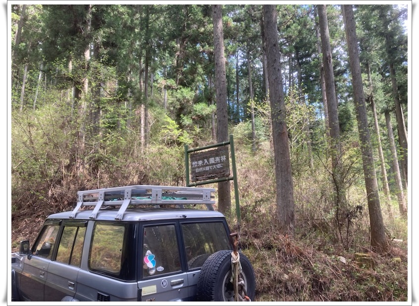 花瓶山初登頂(*^^)v きつかった～(;^_^A イワウチワがまだまだ咲いて