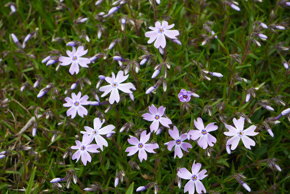 f:id:monteverde-aroma:20190531165452j:plain f:id:monteverde-aroma:20190531165452j:plain
