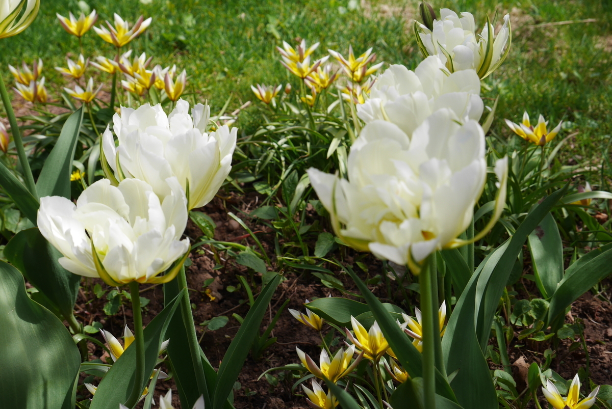 f:id:monteverde-aroma:20190531165542j:plain f:id:monteverde-aroma:20190531165542j:plain