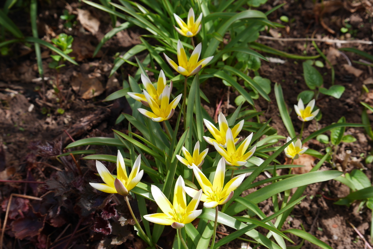 f:id:monteverde-aroma:20190531165602j:plain f:id:monteverde-aroma:20190531165602j:plain