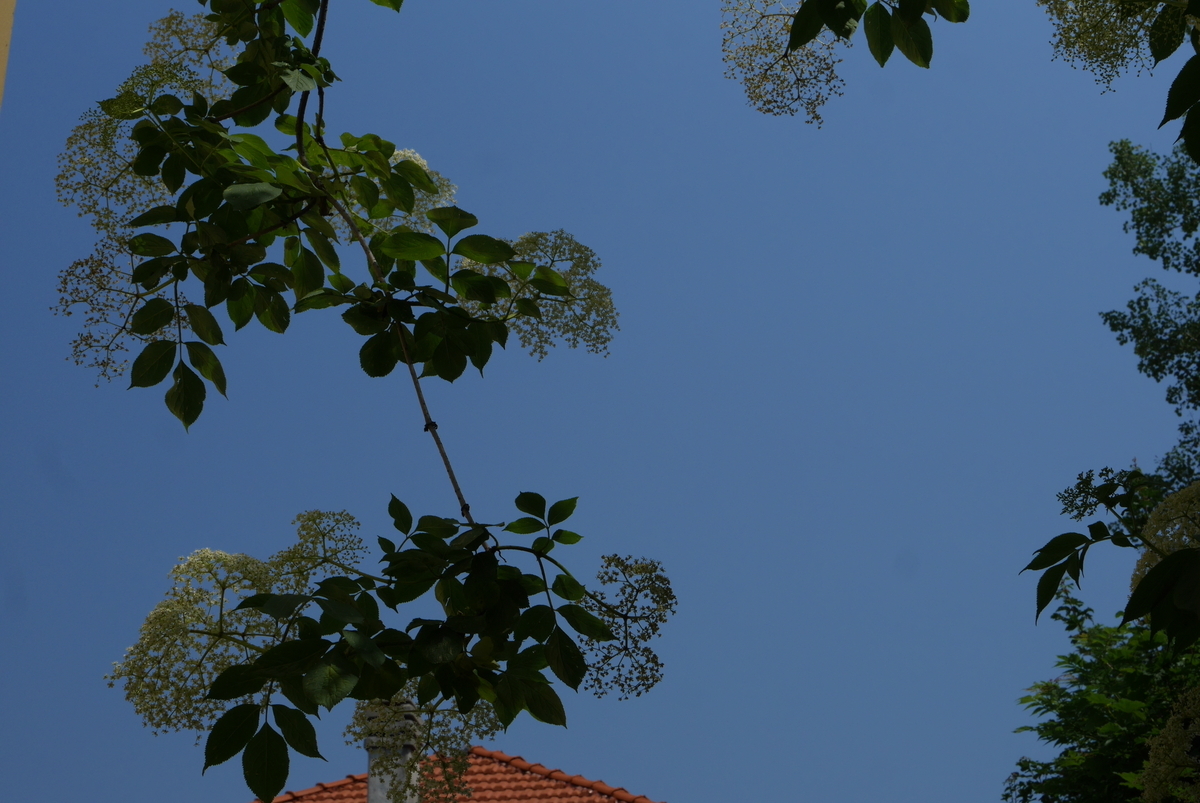 f:id:monteverde-aroma:20190613145543j:plain f:id:monteverde-aroma:20190613145543j:plain