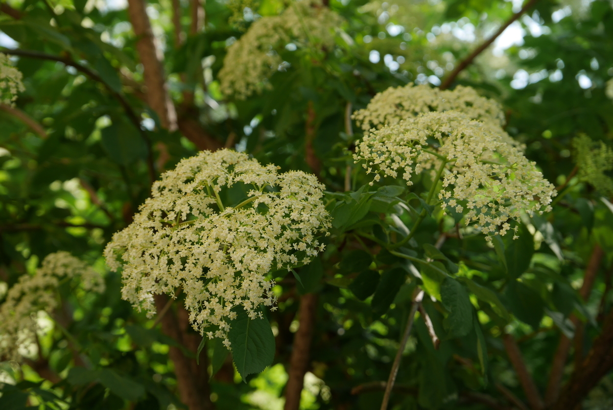 f:id:monteverde-aroma:20190613145605j:plain f:id:monteverde-aroma:20190613145605j:plain
