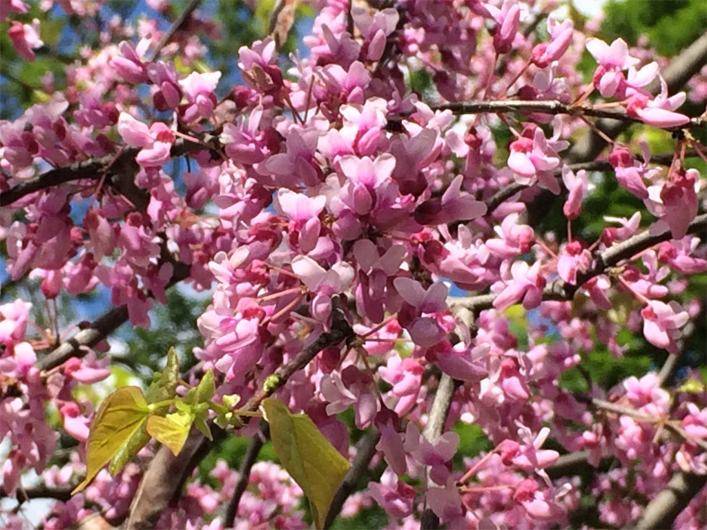 f:id:monteverde-aroma:20190616064801j:plain f:id:monteverde-aroma:20190616064801j:plain