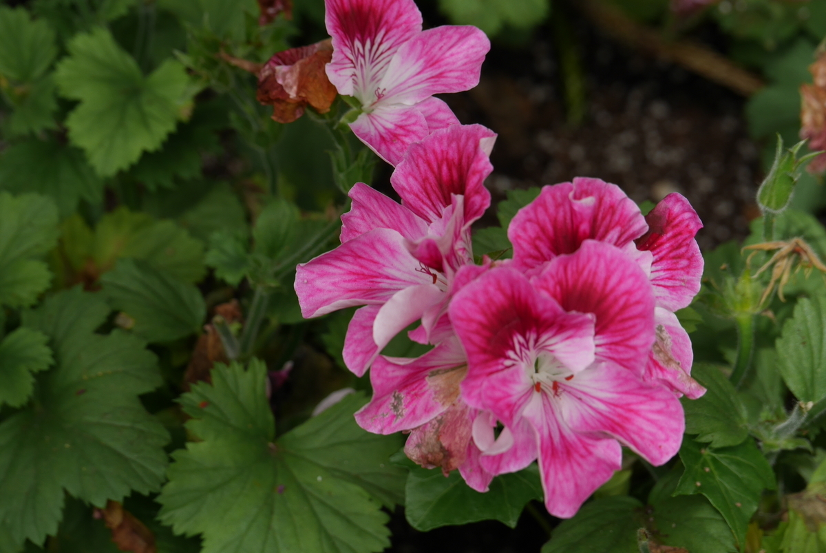 f:id:monteverde-aroma:20190616074607j:plain f:id:monteverde-aroma:20190616074607j:plain