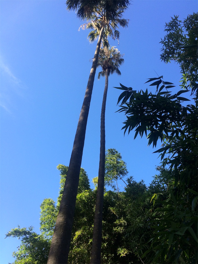 f:id:monteverde-aroma:20190811094419j:plain f:id:monteverde-aroma:20190811094419j:plain