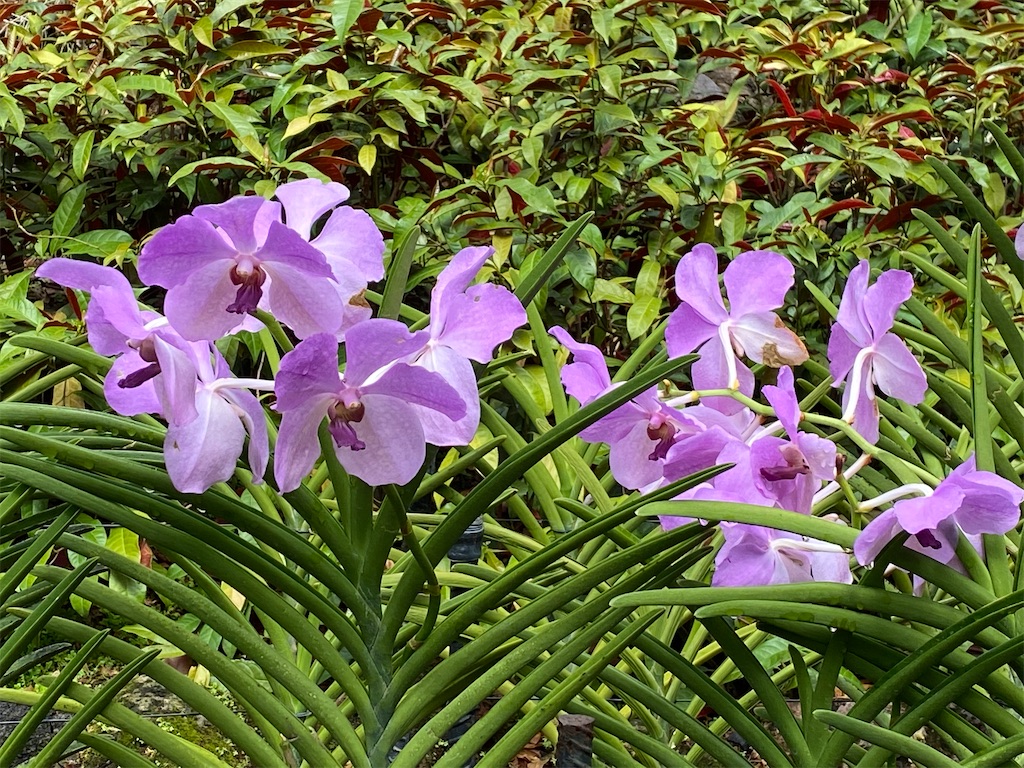 f:id:monteverde-aroma:20200216091900j:image f:id:monteverde-aroma:20200216091900j:image