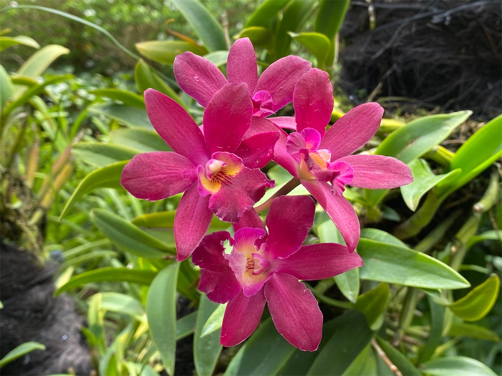 f:id:monteverde-aroma:20200216091903j:image f:id:monteverde-aroma:20200216091903j:image