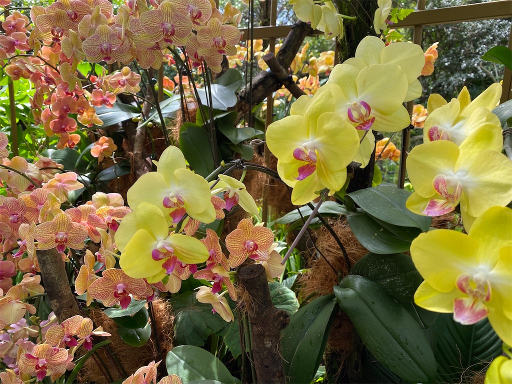 f:id:monteverde-aroma:20200216091951j:image f:id:monteverde-aroma:20200216091951j:image