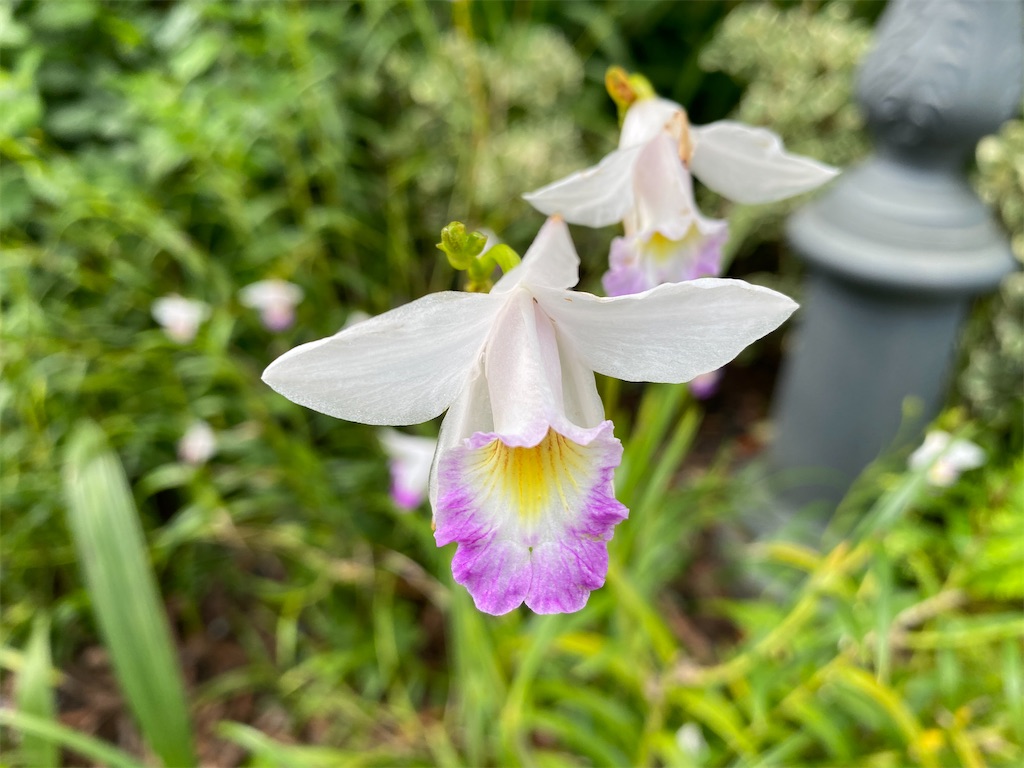 f:id:monteverde-aroma:20200216091956j:image f:id:monteverde-aroma:20200216091956j:image