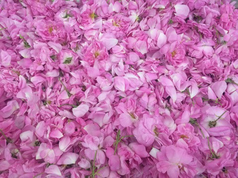 f:id:monteverde-aroma:20200303074917j:plain f:id:monteverde-aroma:20200303074917j:plain