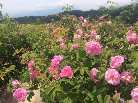f:id:monteverde-aroma:20200303075451j:plain f:id:monteverde-aroma:20200303075451j:plain