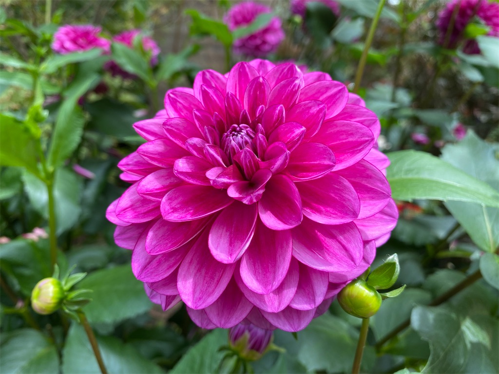 f:id:monteverde-aroma:20200404065806j:plain f:id:monteverde-aroma:20200404065806j:plain