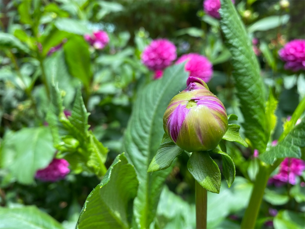 f:id:monteverde-aroma:20200404065814j:plain f:id:monteverde-aroma:20200404065814j:plain