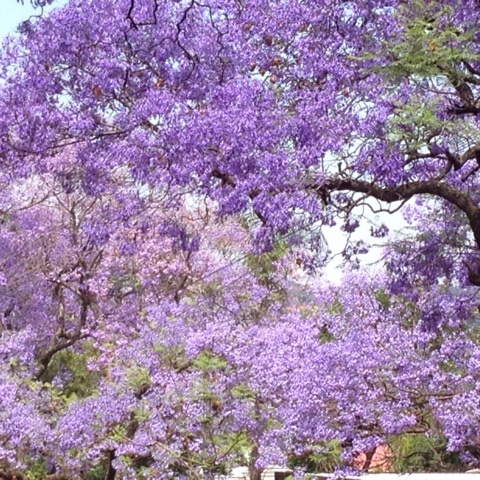 f:id:monteverde-aroma:20200406094659j:plain f:id:monteverde-aroma:20200406094659j:plain
