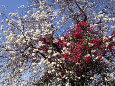 f:id:monteverde-aroma:20200406101638j:plain f:id:monteverde-aroma:20200406101638j:plain