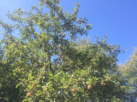 f:id:monteverde-aroma:20200413104540j:plain f:id:monteverde-aroma:20200413104540j:plain