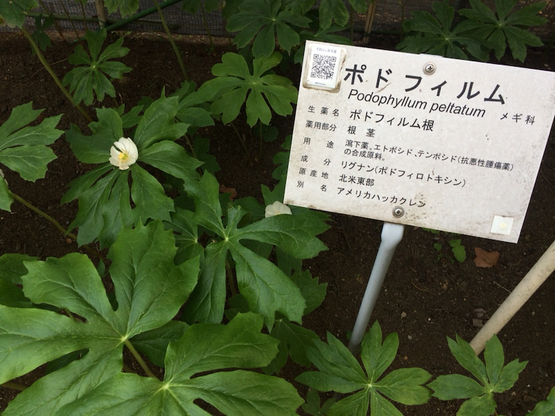 f:id:monteverde-aroma:20200418090228j:plain f:id:monteverde-aroma:20200418090228j:plain