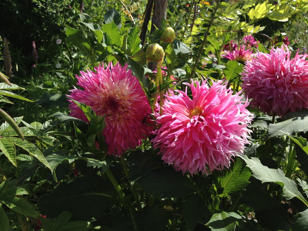 f:id:monteverde-aroma:20200507170407j:plain f:id:monteverde-aroma:20200507170407j:plain